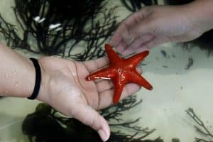 US Ocean Sustainability