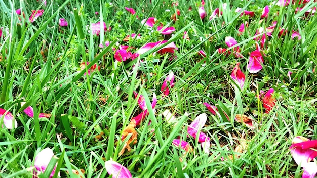Eco-Friendly Lawn: 5 Swaps to Cut Runoff by 30% in 2025