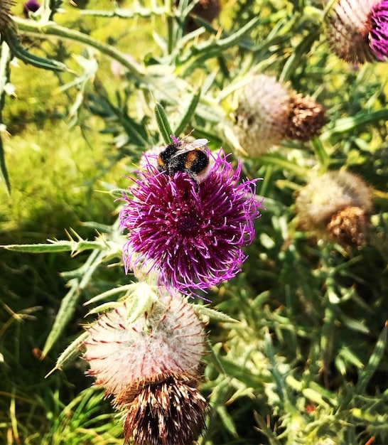 A vibrant, diverse garden bed featuring native wildflowers, shrubs, and grasses, with pollinators like bees and butterflies actively visiting the plants. The sun is shining, and the overall impression is one of natural beauty and ecological harmony.
