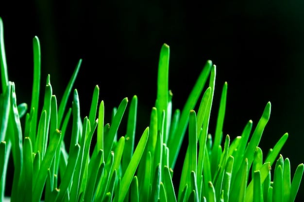 A close-up of healthy, deep green grass blades with visible soil, showing good aeration and signs of active earthworm tunnels, suggesting a thriving underground ecosystem. Natural light highlights the texture of the grass and soil.