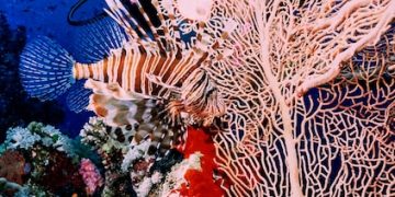 Sustainable Seafood Guide: Make Informed Choices & Protect Marine Life in 2025 - Cover Image