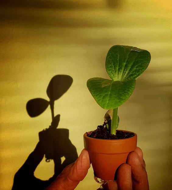 Sustainable Gardening: Grow Food, Reduce Impact in 2025