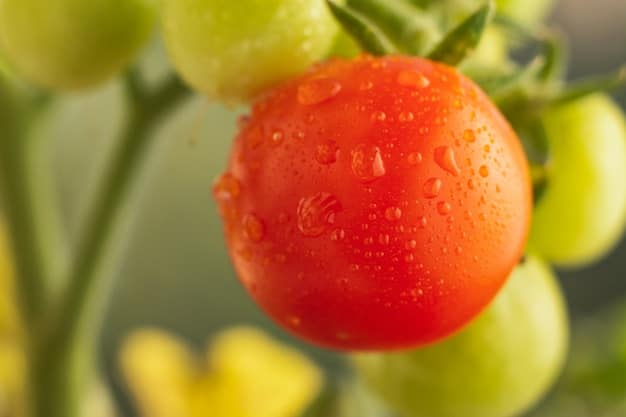 A close-up shot of a healthy, plump tomato ripening on the vine in a home garden, with dewdrops visible on its skin, surrounded by green leaves, indicating freshness and natural growth.