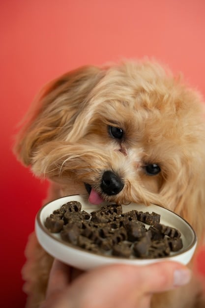 A close-up shot of a dog happily eating from a biodegradable bamboo pet bowl, with a bag of insect-based pet food visible in the blurred background.