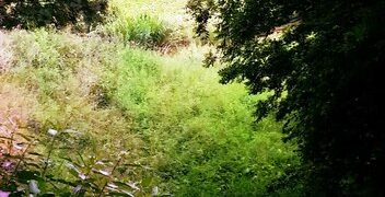 Eco-Friendly Landscaping: Sustainable Yards With Native Plants - Cover Image