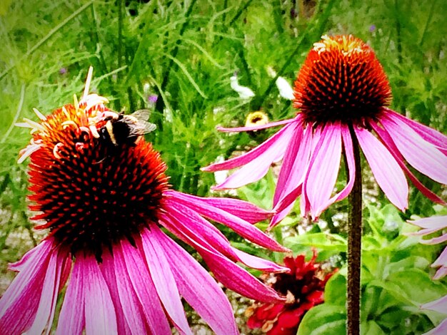 A close-up of vibrant coneflowers and black-eyed Susans, native to North America, buzzing with bees and butterflies in a home garden, illustrating biodiversity.