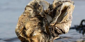 Ocean Acidification: US Shellfish Decline by 2030? - Cover Image