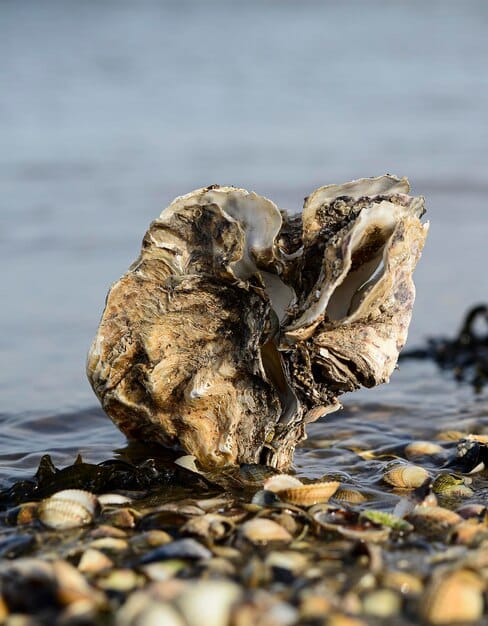 Ocean Acidification: US Shellfish Decline by 2030?