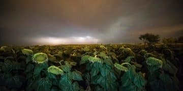 US Corn & Soy Yields 2027: Climate Change Impacts Revealed - Cover Image