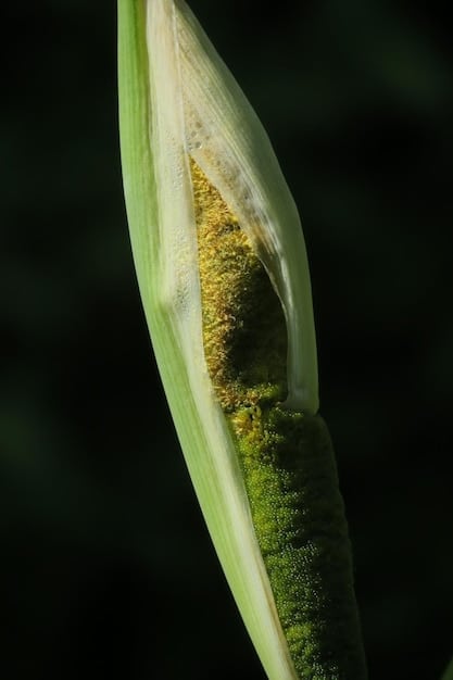 A close-up of a corn stalk showing signs of heat stress, with curling leaves, emphasizing the physiological impacts of climate change on agricultural yields.