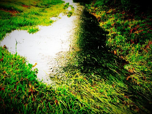 A split image showing two ecosystems: one healthy wetland with diverse native species, and the other showing a degraded wetland heavily invaded by a single species like Phragmites, with visual cues of climate stress such as drought cracks or rising water levels.