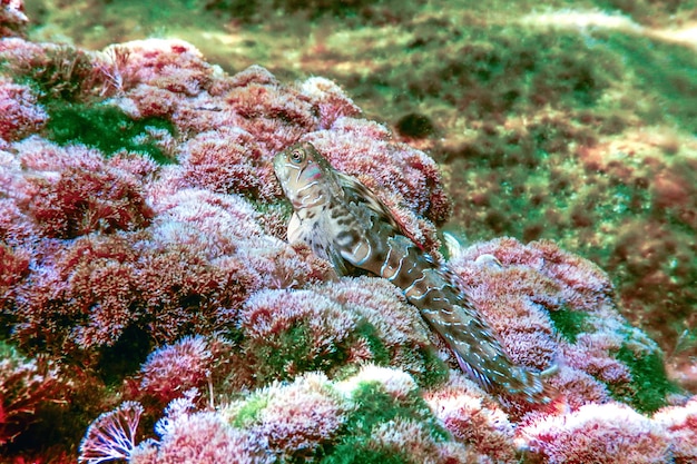 A healthy, vibrant coral reef in Florida, showcasing diverse fish species, contrasting with the potential future impacts of current shifts.