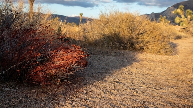 Climate Change’s Role in US Southwest Droughts