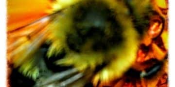 Climate Change's Impact on US Pollinators: A Deep Dive - Cover Image