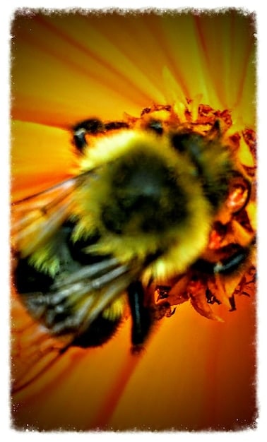 Climate Change’s Impact on US Pollinators: A Deep Dive