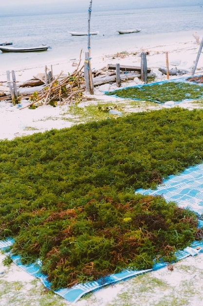 A living shoreline project in progress, with newly planted marsh grasses and oyster bags creating a natural barrier against erosion along an estuarine coast.