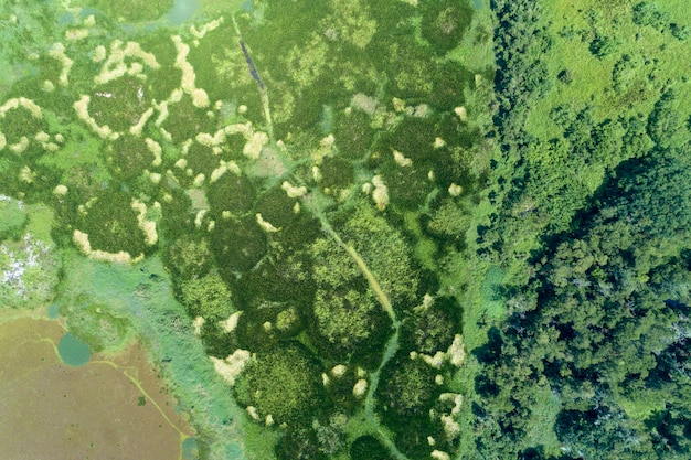 Satellite image showing a patchwork of healthy green wetlands adjacent to areas of clear-cut or urban development, illustrating the stark contrast and impact of human activity on these ecosystems.