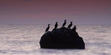 Coastal Bird Migration Patterns: Latest Research and Conservation - Cover Image
