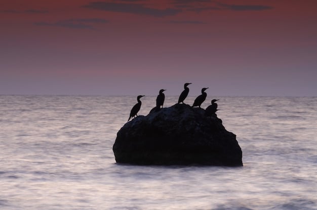 Coastal Bird Migration Patterns: Latest Research and Conservation