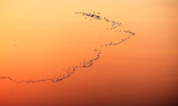 A flock of red knots flying in a V-formation over a dramatic coastal wetland at sunrise, illustrating long-distance migration.