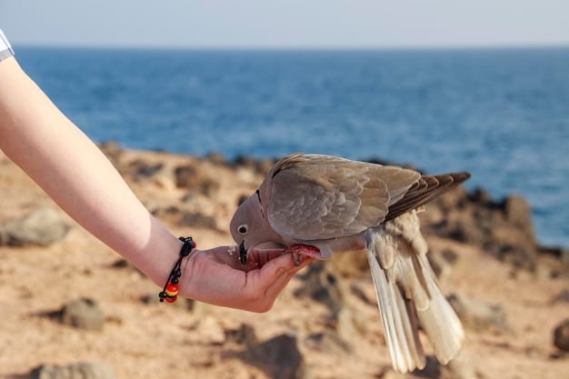 A volunteer or researcher carefully banding a small shorebird on a sandy beach, with essential bird banding equipment nearby, emphasizing hands-on conservation and research.