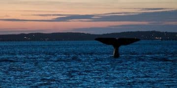 US Marine Mammal Protection Act 2025: Coastal Impact - Cover Image