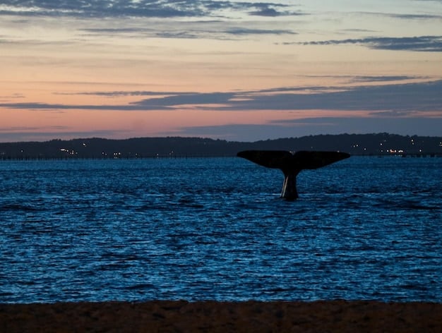 US Marine Mammal Protection Act 2025: Coastal Impact