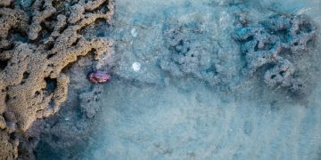 US Coral Reef Restoration: Data-Driven Effectiveness of Emerging Tech - Cover Image