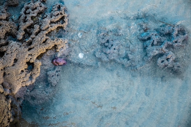 US Coral Reef Restoration: Data-Driven Effectiveness of Emerging Tech