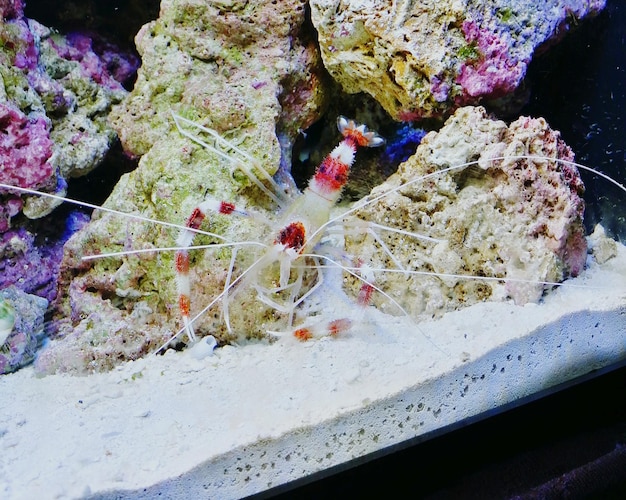 A close-up underwater shot of a coral nursery in Florida, showing various coral fragments attached to frames, with clear water and diverse fish swimming around.