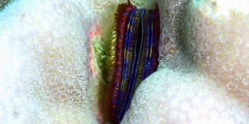 US Marine Life & Microplastic Ingestion: What Can Be Done? - Cover Image