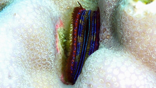 US Marine Life & Microplastic Ingestion: What Can Be Done?