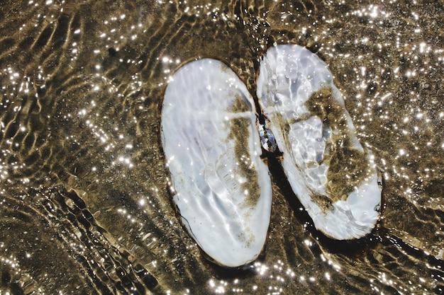 A close-up of several young oysters with visibly thin and chalky shells, against a backdrop of slightly murky ocean water.