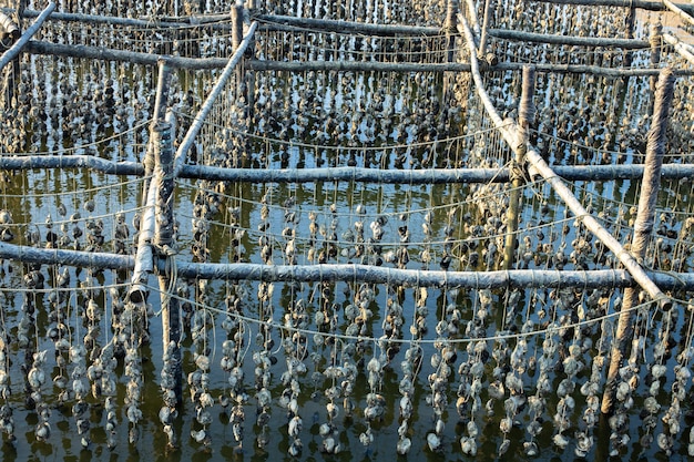 A bustling shellfish farm, with rows of oyster cages visible in the water, illustrating the scale of the aquaculture industry.