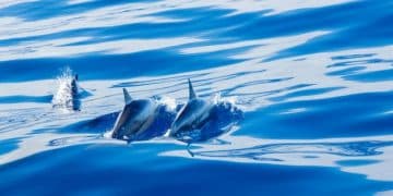 Ethical Considerations of Marine Animal Tourism in US - Cover Image