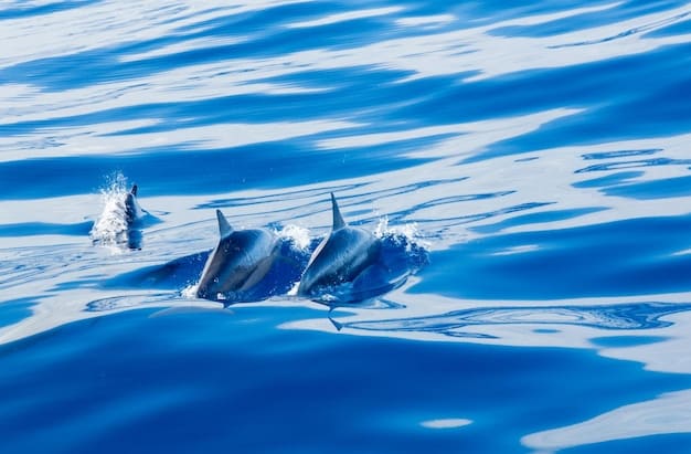 Ethical Considerations of Marine Animal Tourism in US