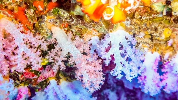 A healthy, vibrant coral reef teeming with colorful fish, sharply contrasted with a patch of bleached, dying coral, illustrating the impact of warming waters and acidification.