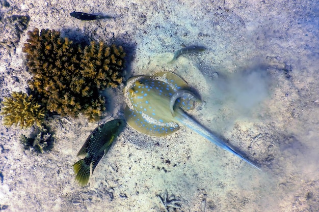Climate Change & Marine Migration in US Waters