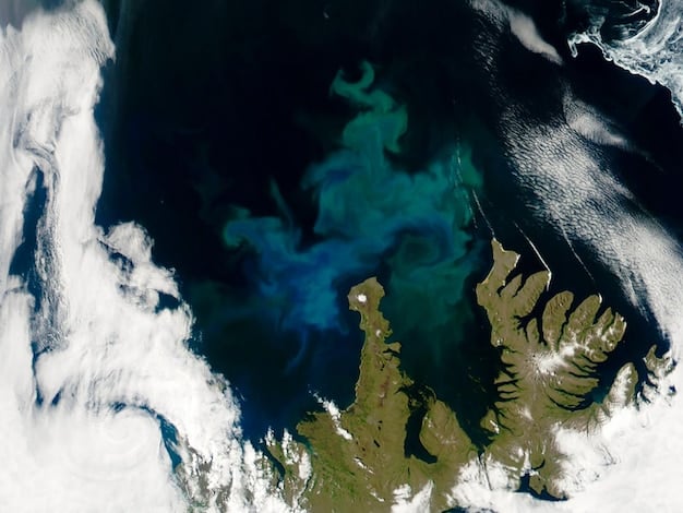 A satellite image showing ocean currents and temperature anomalies in the Atlantic Ocean, emphasizing how they influence marine life distribution.