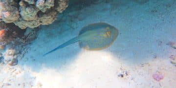 Reduce Carbon Footprint: Protect Marine Life in the US - Cover Image