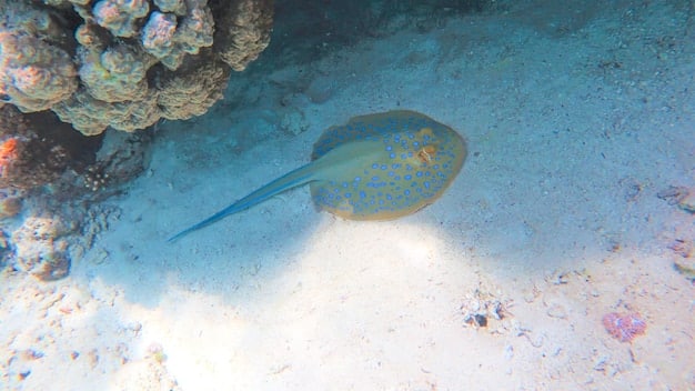 Reduce Carbon Footprint: Protect Marine Life in the US