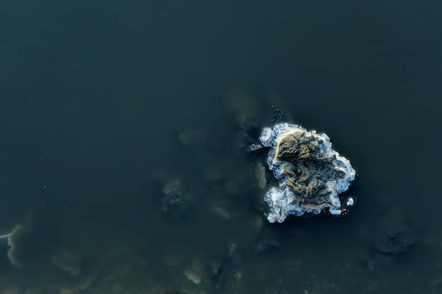 Latest Research on Oil Spills’ Impact on US Marine Life
