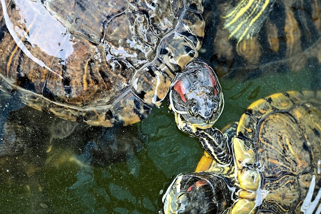 Close-up of an oil-covered sea turtle struggling in open water, symbolizing the bioaccumulation impact on individual marine species.