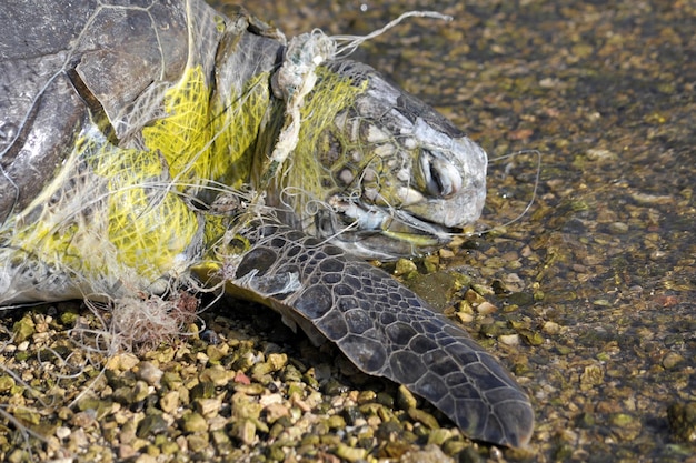 A sea turtle entangled in a discarded fishing net, highlighting the dangers of marine plastic pollution.